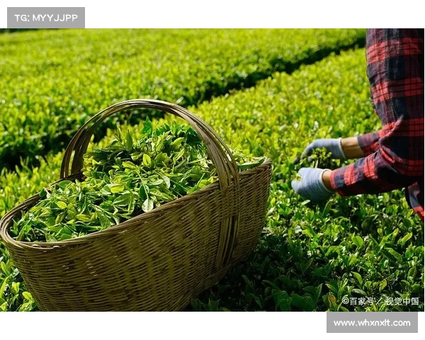 失落秘术探寻之道：揭开寻找之旅的五大关键步骤